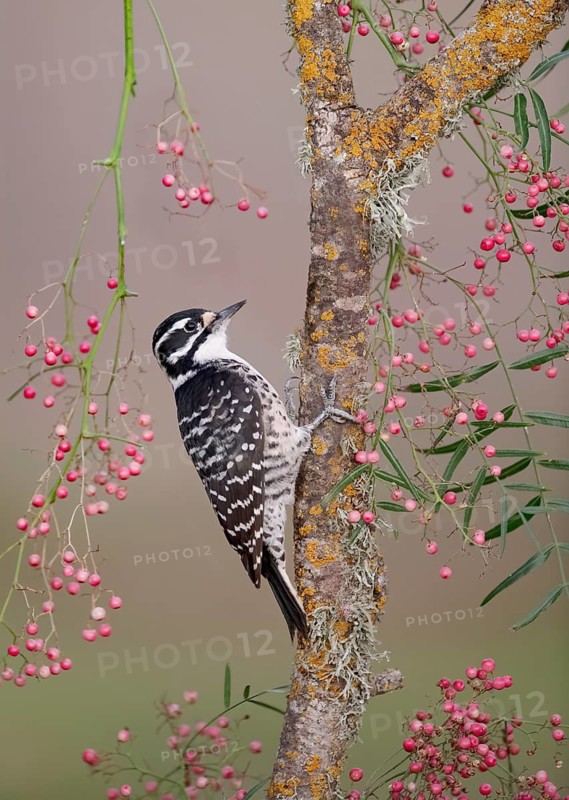 White-breasted Nuthatch (Sitta carolinensis) female, California, USA