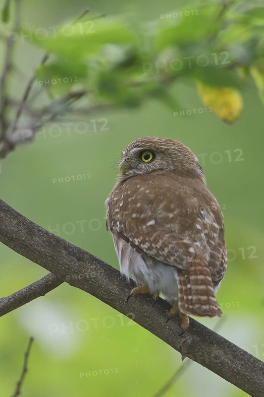 Ferruginous Pygmy Owl (Glaucidium brasilianum) perched on a branch in Costa Rica