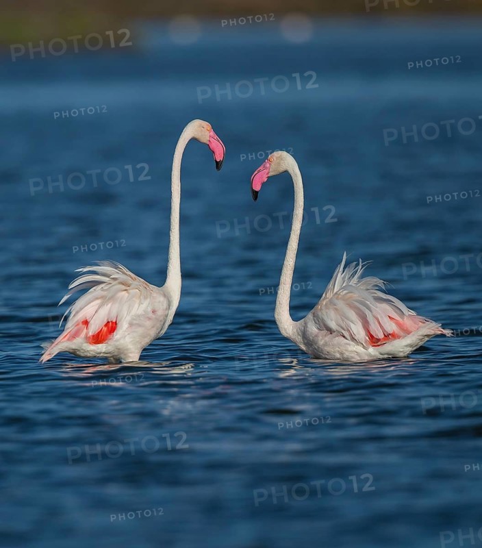 Greater Flamingo (Phoenicopterus roseus), Sardinia, Italy