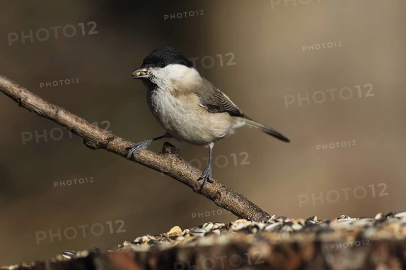 Marsh Tit (Poecile palustris), Baden-Wuerttemberg, Germany