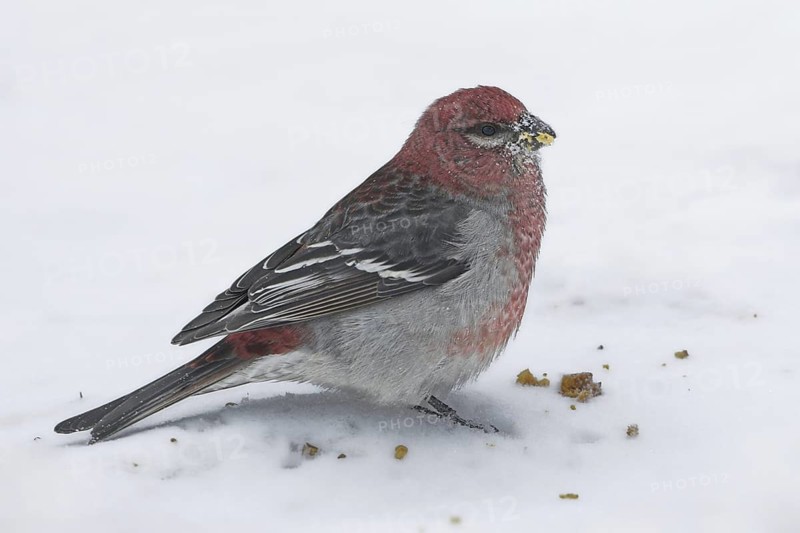 Pine Grosbeak (Pinicola enucleator) male, Ontario, Canada