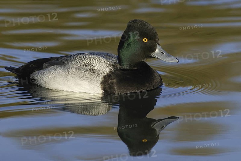 Lesser Scaup (Aythya affinis) male, Arizona, USA