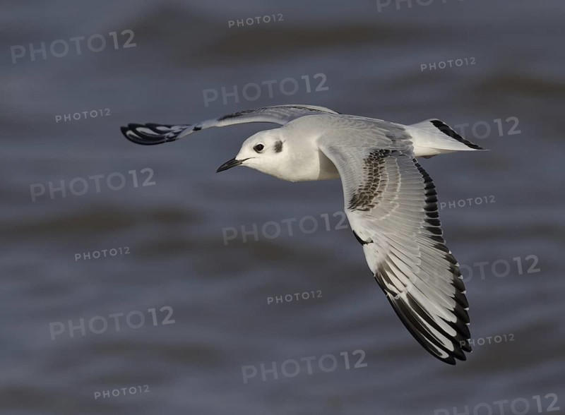 Bonaparte's Gull (Chroicocephalus philadelphia) flying, Ohio, USA