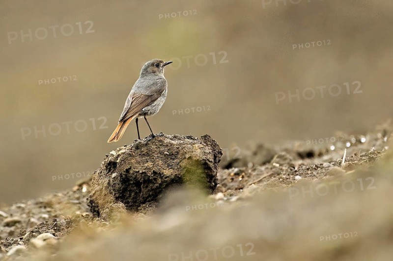 Black redstart (Phoenicurus ochruros), female standing on a mound, Canton Aargau, Switzerland