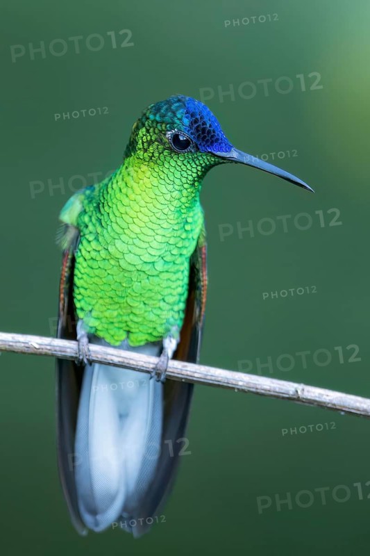 Blue-capped Hummingbird (Eupherusa cyanophrys) perched on a branch in Oaxaca, Mexico
