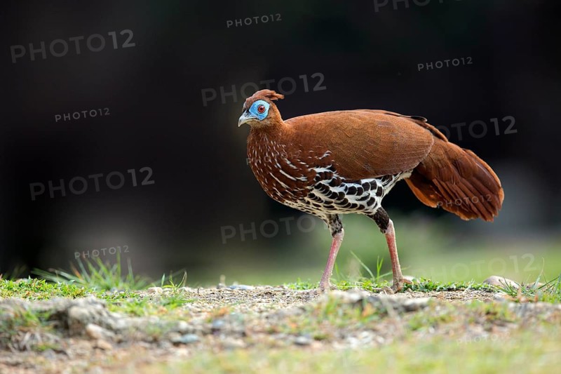Crested Fireback (Lophura ignita rufa) female, Pahang, Malaysia