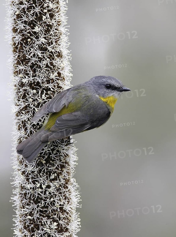 Eastern Yellow Robin (Eopsaltria australis), Victoria, Australia