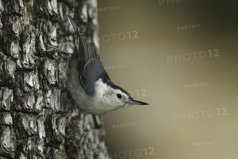 White-breasted Nuthatch (Sitta carolinensis) climbs down a tree, Arizona, USA