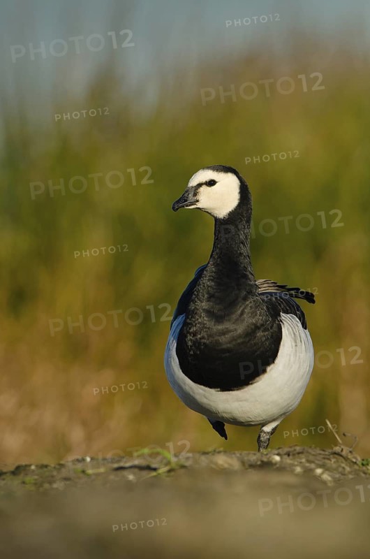 Barnacle Goose (Branta leucopsis), Schleswig-Holstein, Germany