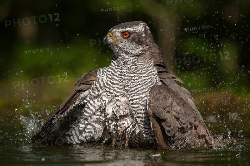 Northern Goshawk (Accipiter gentilis) bathing at a waterhole, Subotica, Serbia