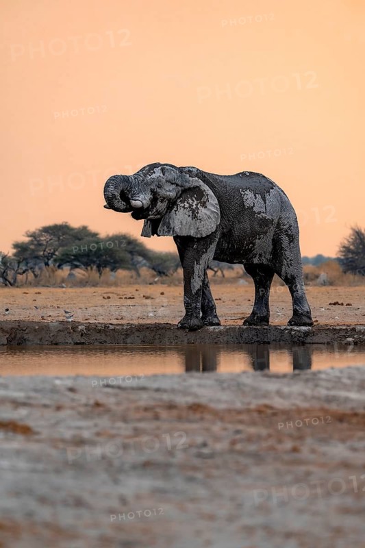 African elephant (Loxodonta africana), adult male, drinking at a waterhole, at sunset, Nxai Pan National Park, Botswana