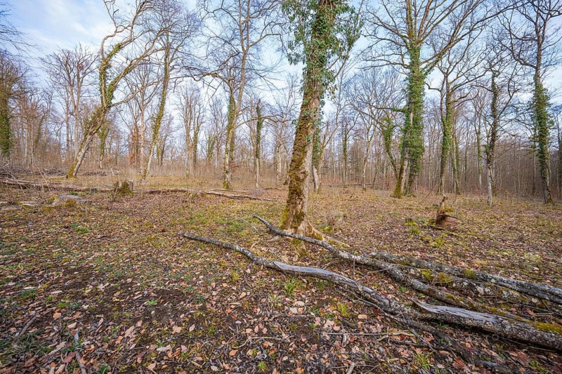 A quiet forest with bare trees under a blue sky, Waldweide compensation project of Hermann Hessebahn, Gechingen district of Calw, Germany