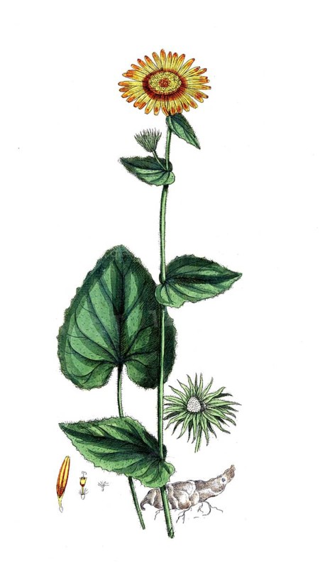 Doronicum pardalianches, Doronicum pardalianches, digital reproduction of a historical original, between 1790 and 1810