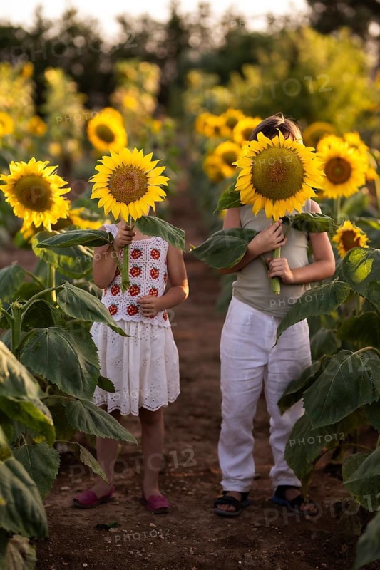 Two kids in a lush sunflower field hold large blooms covering their faces. The bright sunflowers create a cheerful scene under soft sunlight, perfect for a joyful summer day