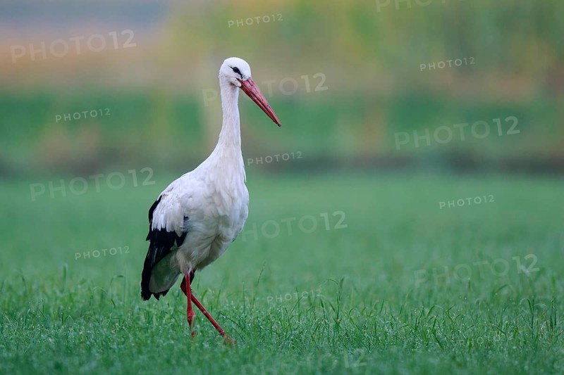 White Stork (Ciconia ciconia) foraging, North Rhine-Westphalia, Germany