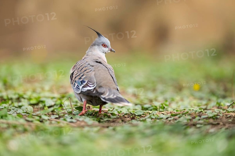 Crested pigeon (Ocyphaps lophotes) walking on a meadow, Bavaria, Germany