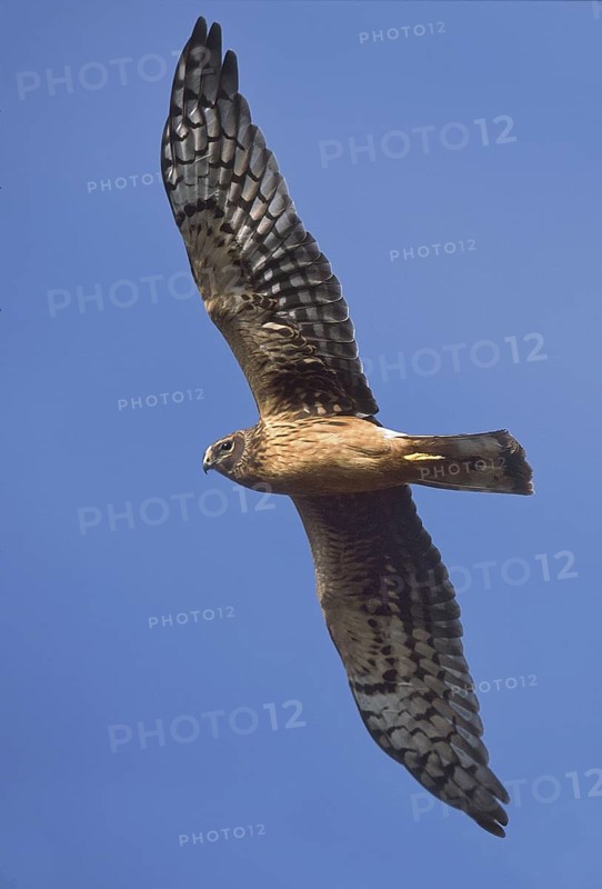 Northern Harrier (Circus hudsonius) female flying, New Jersey, USA