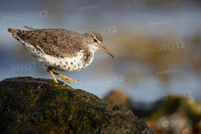 Spotted Sandpiper (Actitis macularius) foraging, Schleswig-Holstein, Germany
