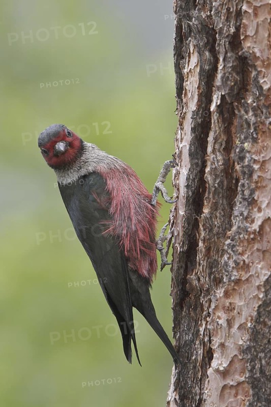 Lewis's Woodpecker (Melanerpes lewis), British Columbia, Canada