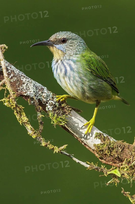 Shining Honeycreeper (Cyanerpes lucidus) perched on a branch in Costa Rica