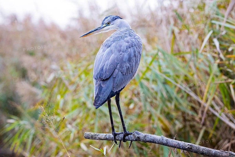 Grey heron (Ardea cinerea) Germany