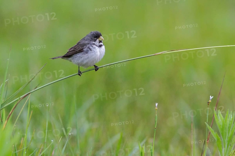 Double-collared Seedeater (Sporophila caerulescens) perched on a branch in the Atlantic rainforest of southeast Brazil