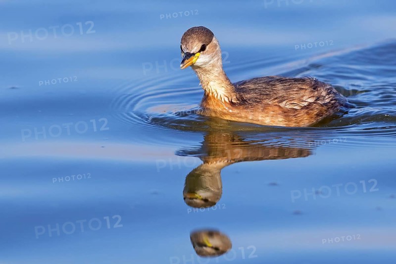 Little grebe, (Tachybaptus ruficollis), (Podiceps ruficollis) Israel