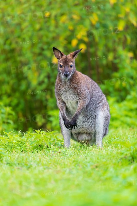 Red-necked wallaby or Bennett's wallaby (Macropus rufogriseus) sits on a green meadow with dense green vegetation in the background