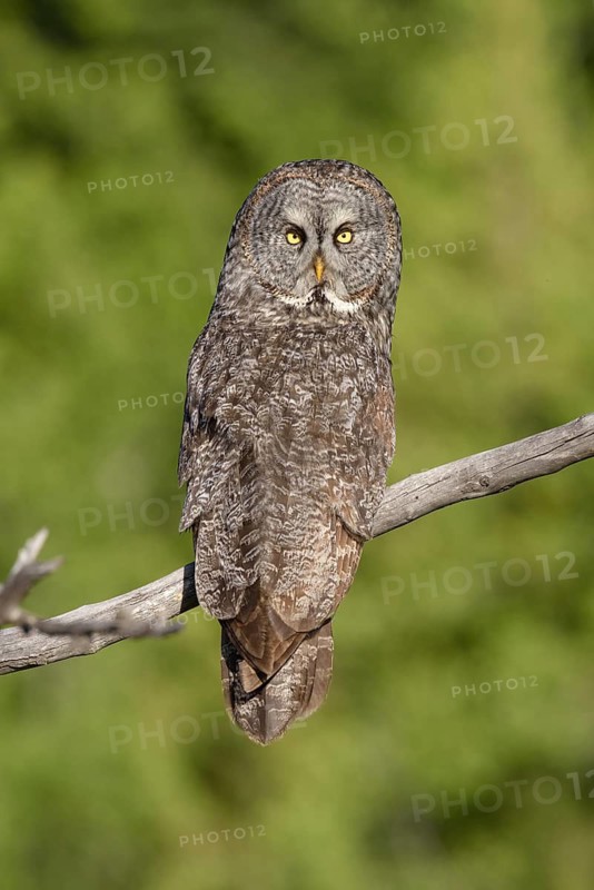 Great Grey Owl (Strix nebulosa) perched on a branch, British Columbia, Canada