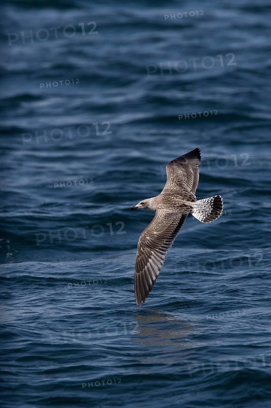European Herring Gull (Larus argentatus) juvenile flying, Baltic Sea, Germany