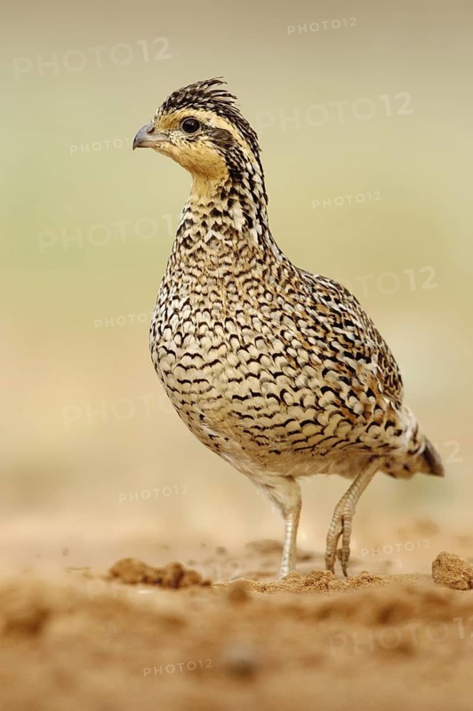 Northern Bobwhite (Colinus virginianus) female, Texas, USA