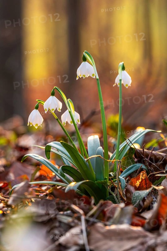 Close-up of blooming spring knotflowers (Leucojum vernum), also known as marzenbecher, in the warm evening light surrounded by foliage on the ground of a forest, Lower Saxony, Germany
