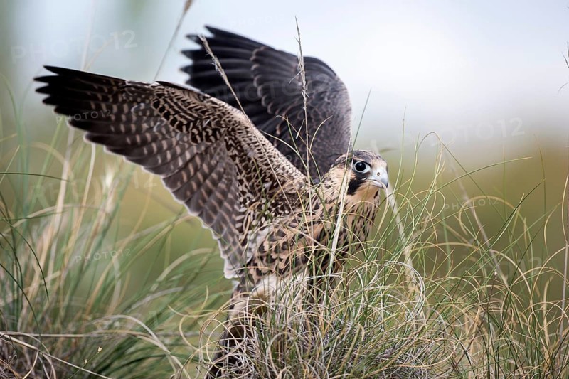Peregrine Falcon (Falco peregrinus) juvenile, Madrid, Spain