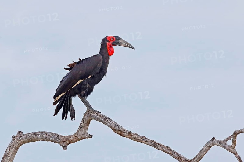 Southern Ground Hornbill, Bucorvus leadbeateri, Botswana, Chobe NP