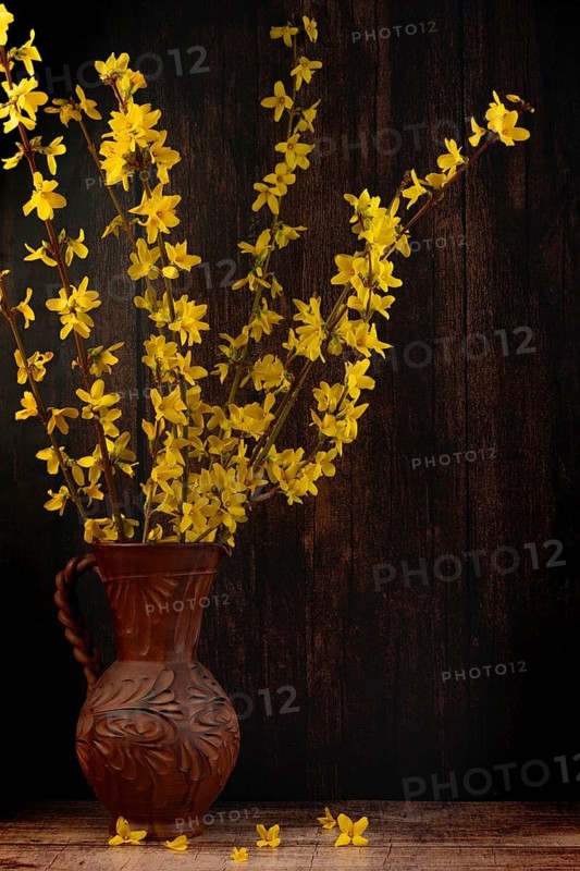 Branches of forsythia in a rustic jug against a dark background
