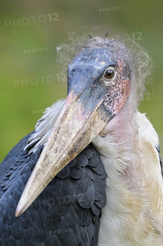 Marabu (Leptoptilos crumeniferus), Marabou Stork, Portrait, Oktober, Heimat: Sued- und Ostafrika, captive, Zoo, Nordrhein-Westfalen, Deutschland
