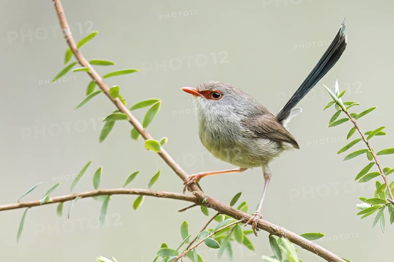 Purple-backed Fairywren (Malurus assimilis) perched on a branch in eastern Australia