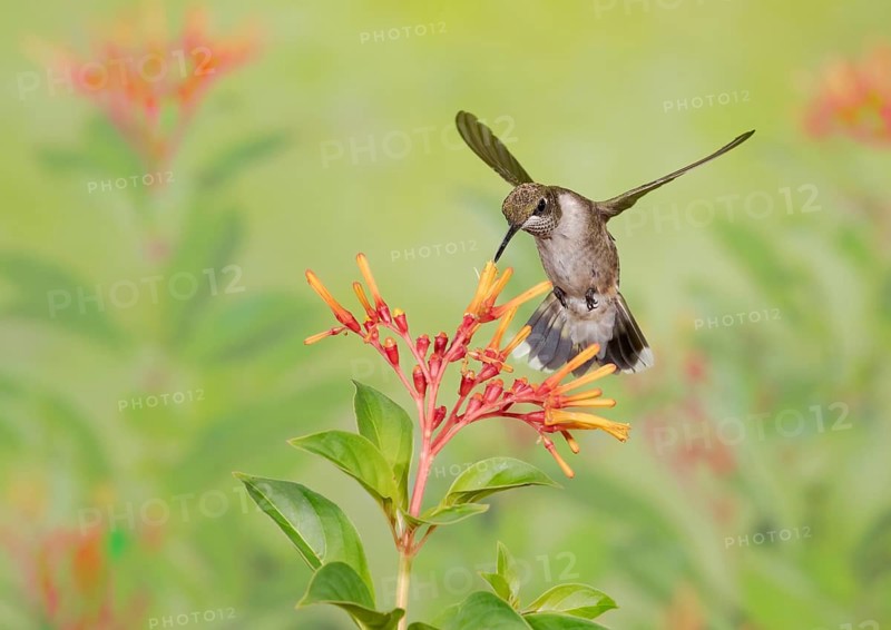 Ruby-throated Hummingbird (Archilochus colubris) female flying while feeding on flower nectar, Texas, USA