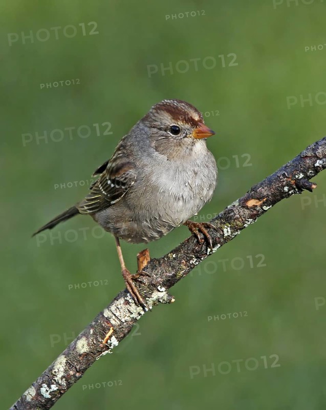 White-crowned Sparrow (Zonotrichia leucophrys) juvenile, Saskatchewan, Canada