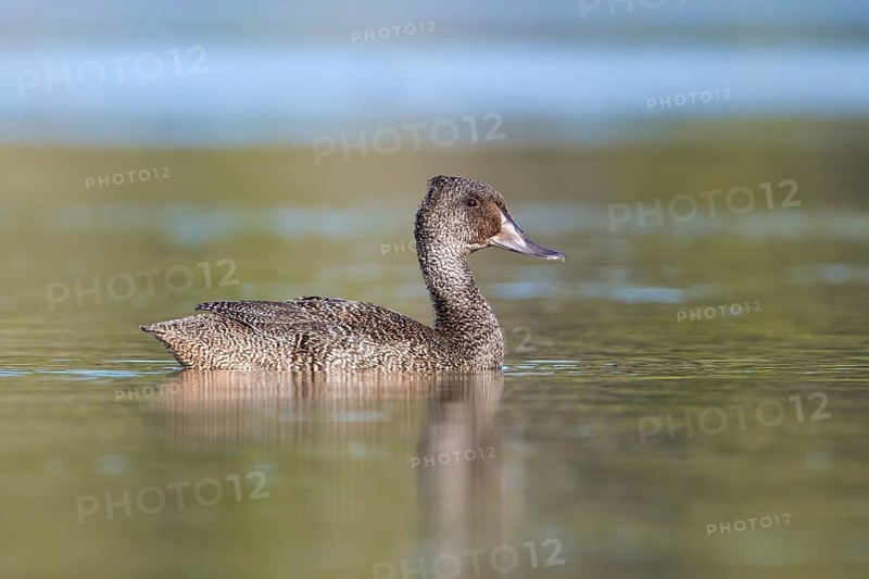 Freckled Duck (Stictonetta naevosa) male, Victoria, Australia