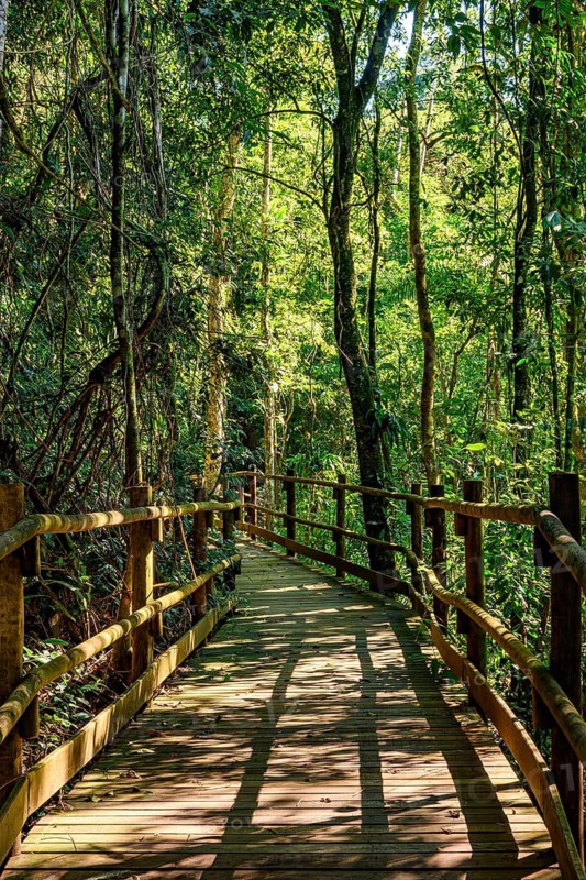 Wooden bridge crossing the rainforest on the island of Ilhabela, Ilhabela, Sao Paulo, Brazil
