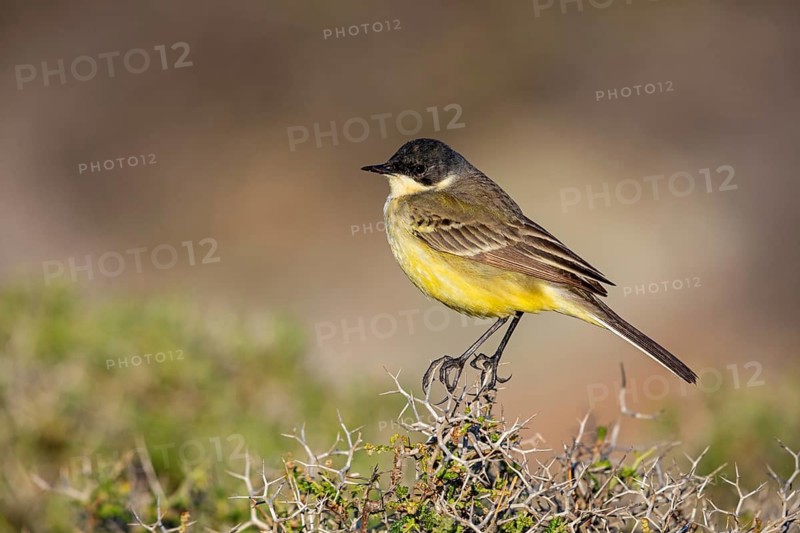 Maskenschaftstelze, Black-headed Yellow Wagtail, Black-headed Wagtail, Motacilla flava feldegg, Motacilla feldegg, Bergeronnnette à tête noire, Lavandera Boyera Balcánica