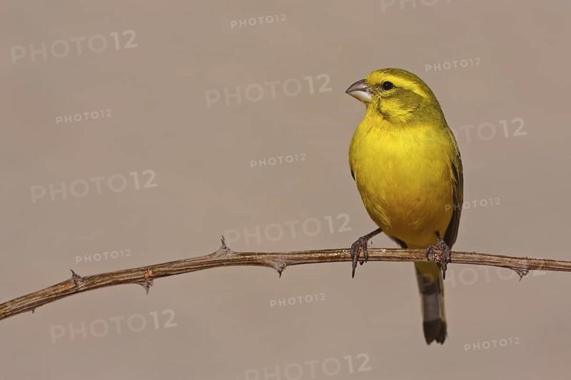 Yellow Canary (Crithagra flaviventris) male, Northern Cape, South Africa