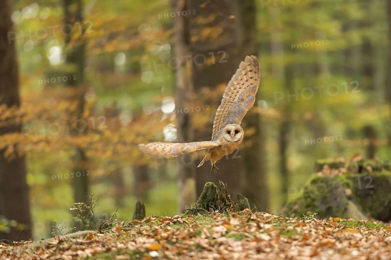 Western Barn Owl (Tyto alba) flying, North Rhine-Westphalia, Germany