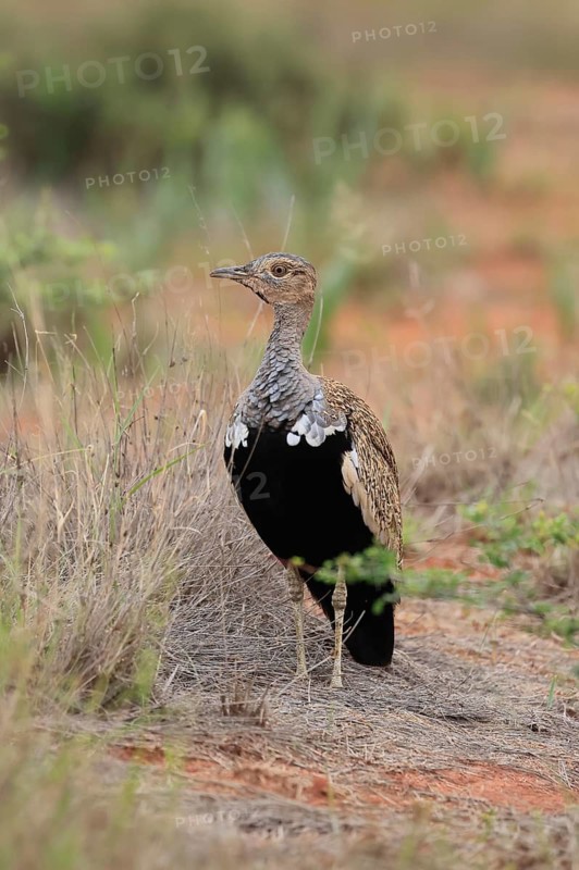 Red-crested Bustard (Lophotis ruficrista), adult, foraging, vigilant, Mokala National Park, South Africa
