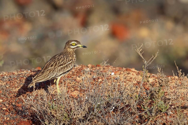 Curlew, Animals, Birds, (Burhinus oedicnemus), Biotope, Habitat, Foraging, Curlew family, Canary Islands, Lanzarote, Canary Islands, Spain