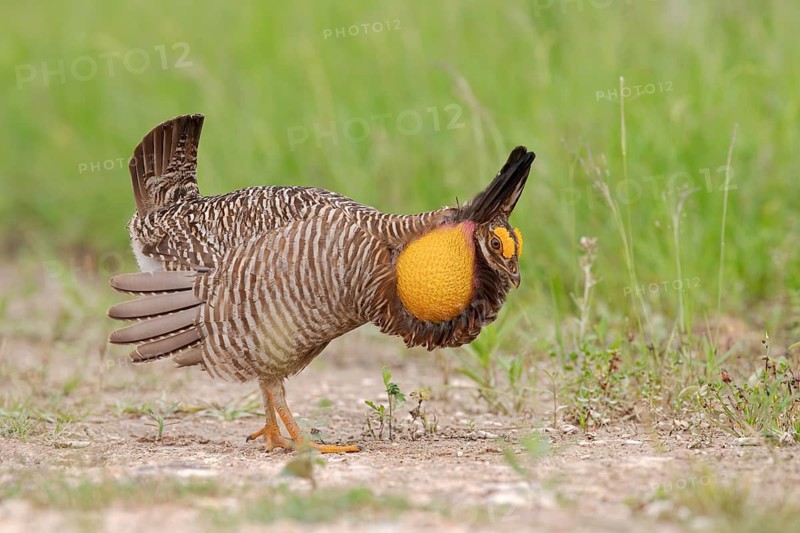 Greater Prairie Chicken (Tympanuchus cupido) male, Texas, USA