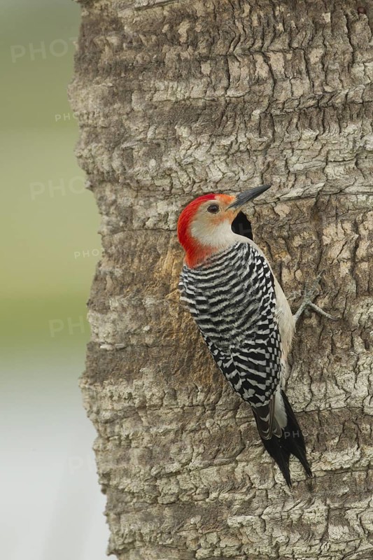 Red-bellied Woodpecker (Melanerpes carolinus) male at nest cavity, Florida, USA