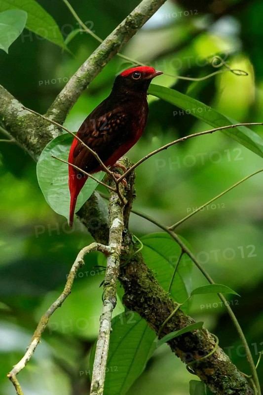 Guianan Red-Cotinga (Phoenicircus carnifex) perched on a branch in the rainforest of Guyana