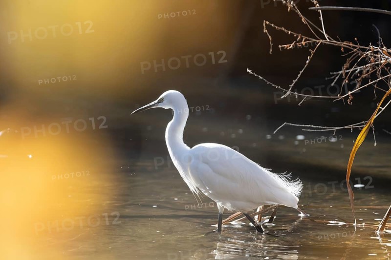 A serene little egret gracefully wading through shallow waters illuminated by the golden glow of a setting sun, reflecting a tranquil natural scene